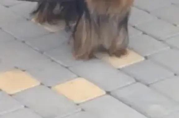 Пропала собака на ул. Максима Пассара - photo