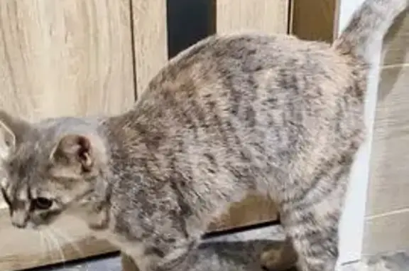 Найдена кошка, Кемерово, фото: Кошка найдена на Строителей 59/1, Кемерово