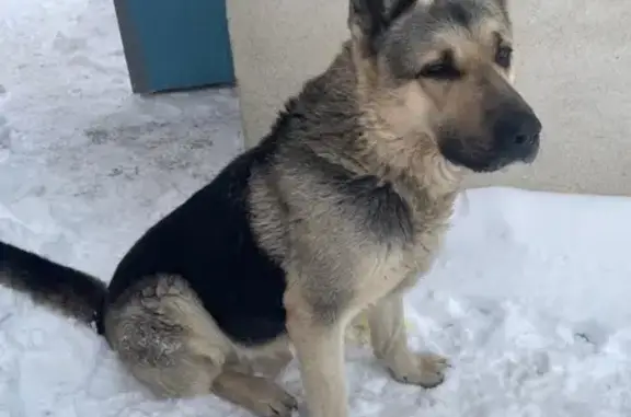 Найдена собака, Оренбург, фото: Овчарка найдена: Луговая 83, Оренбург