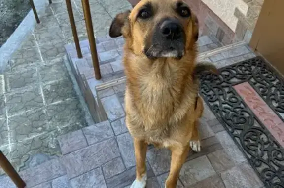 Пропала собака, Новороссийск - photo