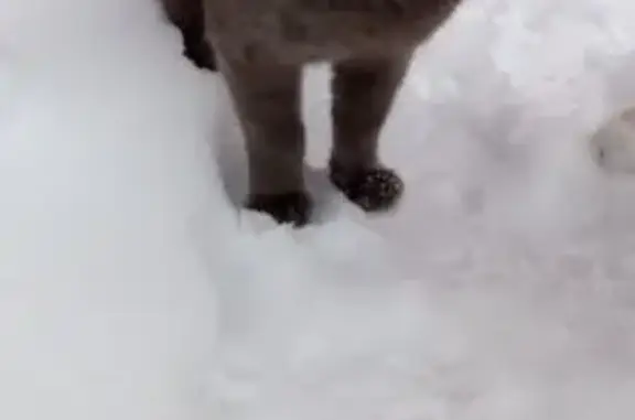 Поиск домашних животных, фото: Крупный кот найден в Внуково, Москва