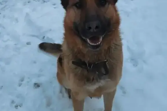 Найдена собака, Пушкино, фото: Собака найдена: Учинская ул., Пушкино