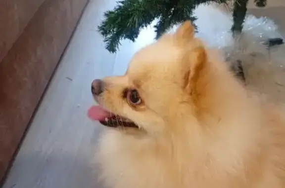 Найдена собака, Нахабино, фото: Шпиц найден в Нахабино, 46Н-04645