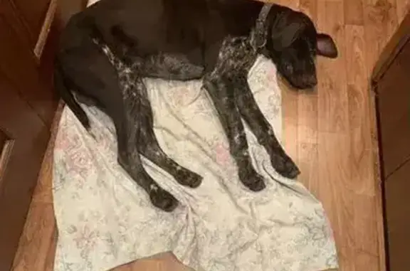 Найдена собака, Воронеж, фото: Курцхаар найден: Волгоградская 43Б, Воронеж