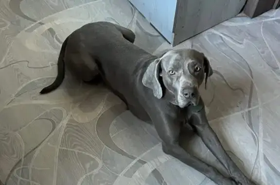 Найдена собака, Лабинск, фото: В Лабинске найден кобель Веймаренер