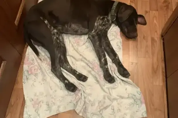 Найдена собака, Воронеж, фото: Собака найдена: Волгоградская 39А, Воронеж