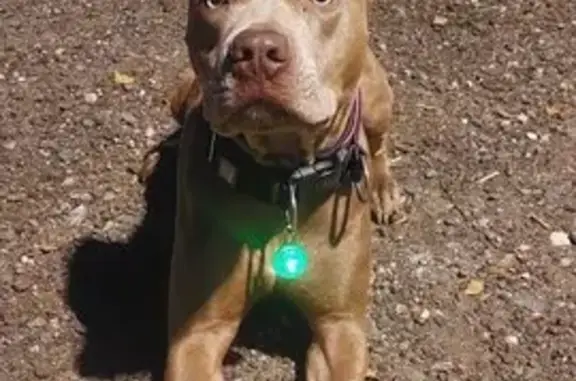 Пропала собака, Уездная ул., Чехов - photo