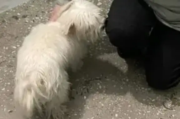 Найдена собака, Омск, фото: Найдена собака, Омск, 24-я Северная 168/1