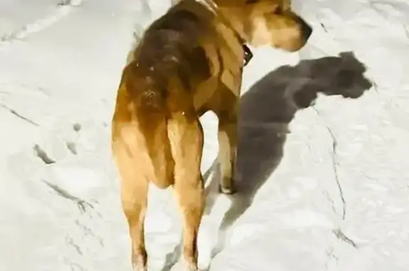 Найдена собака, Чехов, фото: Собака найдена в СНТ Родник, МО