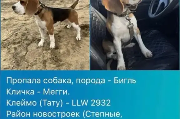 Собаки потеряшки, Лиски, фото: Потеряшка собака, ул. Домостроителей, Лиски