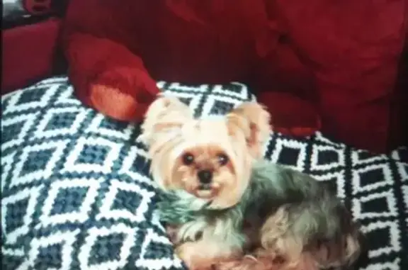 Найдена собака, Великие Луки, фото: Собака найдена: пр. Ленина, 29, Великие Луки