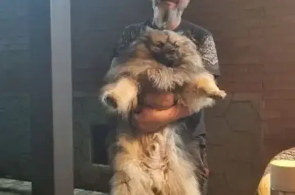 Пропала собака на Полевой улице, 5А - photo