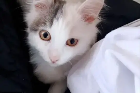 Пропал котик, Набережная ул., 8, Излучинск - photo