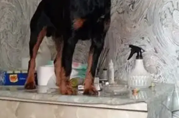 Пропала собака, Школьная ул., 13 - photo