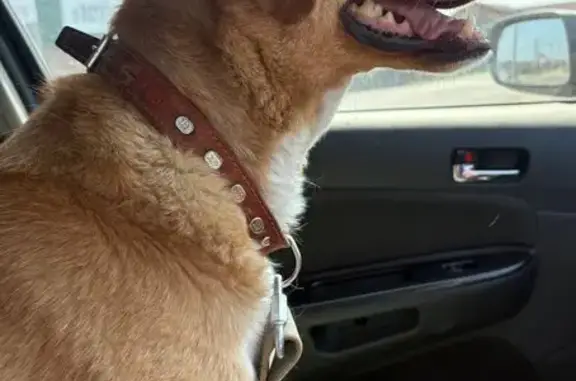 Пропала собака, Орловский пер., Хомутово - photo