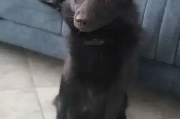 Пропала собака, Фряново - photo