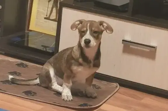 Пропала собака, ул. Рутминского, Екб - photo