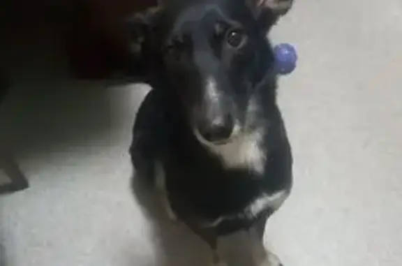 Пропала собака, Кыштым - photo