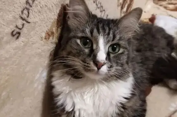 Пропала кошка, Кооперативная 35, Шуя - photo