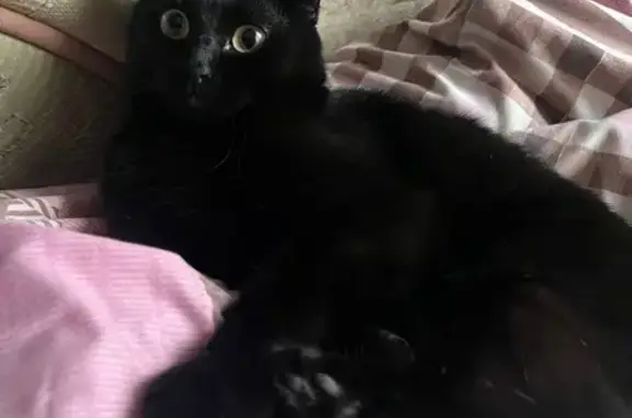 Кошки потеряшки, Воскресенка, фото: Потеряшка кошка, ул. 50 лет Сов. Власти, 8