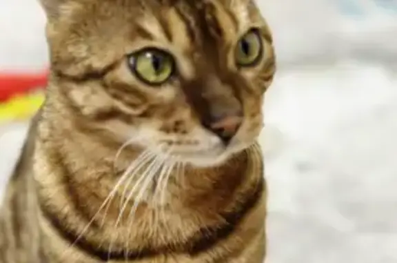 Пропала кошка, Москва - photo