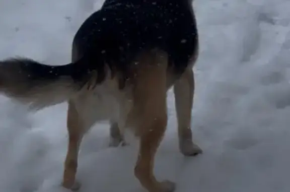 Пропала собака, Шакша, сады 40, Уфа - photo