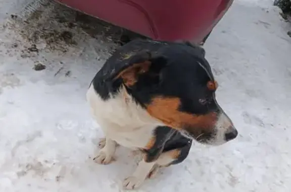 Найдена собака, Воронеж, фото: Собака найдена, ул. 121-й Стрелковой Дивизии, 9