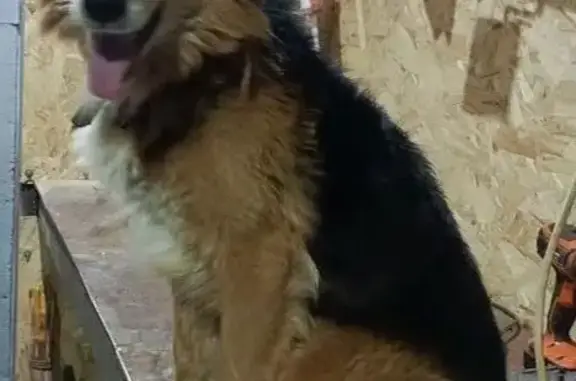 Пропала собака, Ароматная 9А, Воронеж - photo