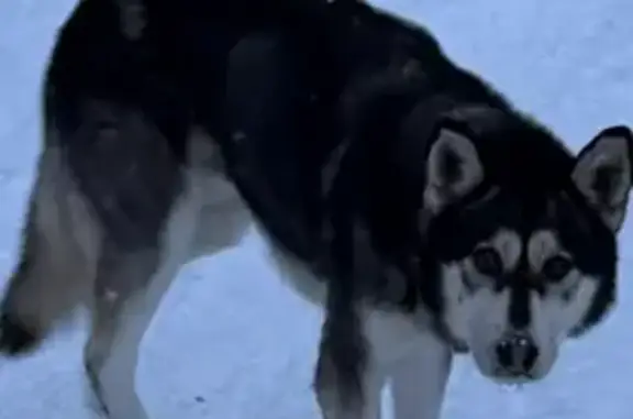 Найдена собака, Пермский район, фото: Собака найдена в СНТ «Лесной уголок», Кукуштан