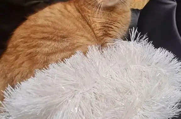 Объявления о пропавших и найденных животных, Девица, фото: Пропала кошка, Девица, Воронежская обл.