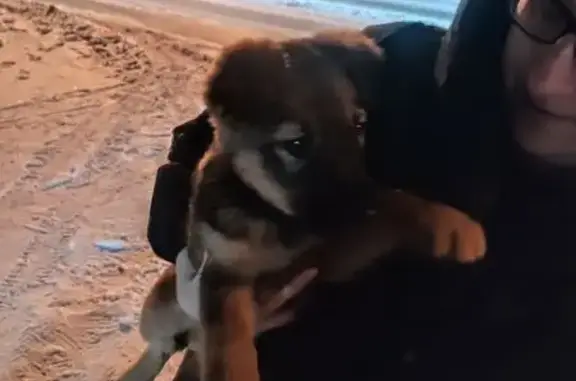 Найдена собака, Челябинск, фото: Щенок найден: ул. Танкистов, 43, Челябинск