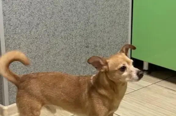 Найдена собака, Ульяновск, фото: Собака найдена: Камышинская ул., Ульяновск