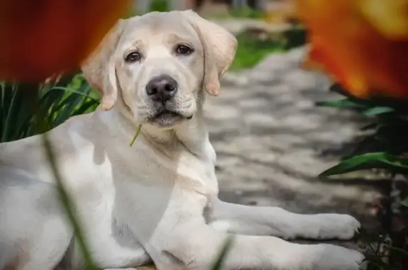 Пропала собака, Облачный проезд 30, Армавир - photo