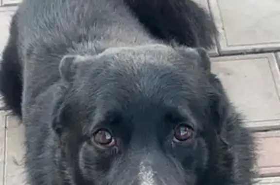 Пропала собака, Краснодар - photo