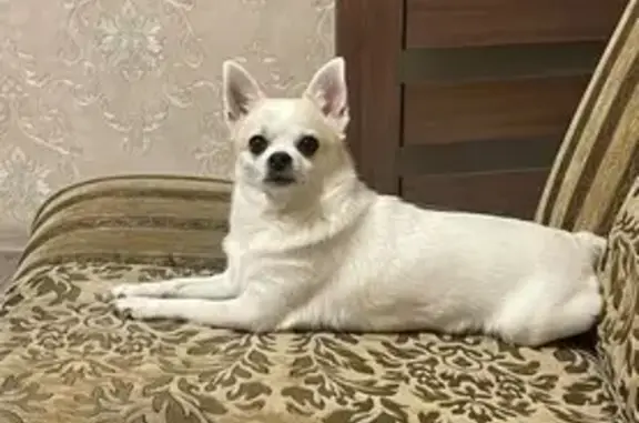 Пропала собака, Новороссийск - photo