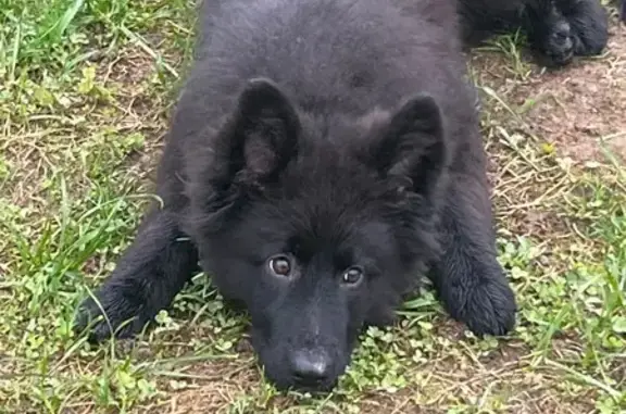 Собаки потеряшки, Малеевка, фото: Потеряшка собака, Малеевка, МО