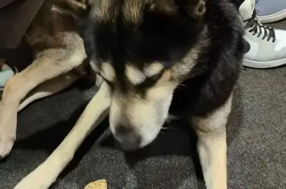 Найдена собака, Большая Гоголевка, фото: Найдена собака, Большая Гоголевка