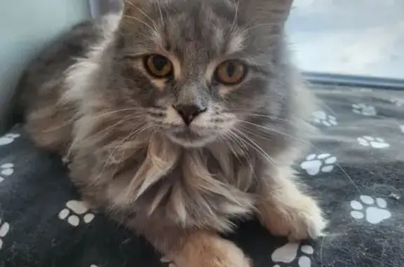 Найдена кошка, Ярославль, фото: Кошка найдена, ул. Стопани, Ярославль