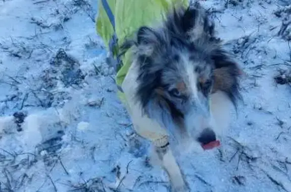Собаки потеряшки, Ростов-на-Дону, фото: Потеряшка собака, Ростов-на-Дону