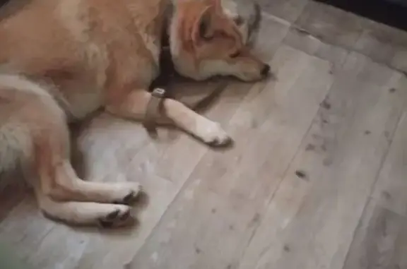 Пропала собака, Усть-Кинельский - photo