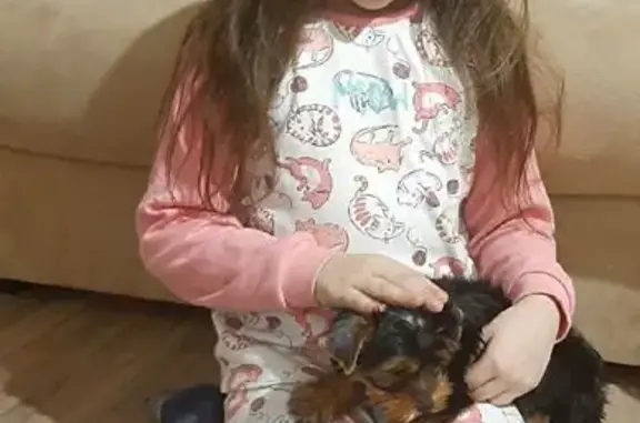 Пропала собака, Липецк - photo