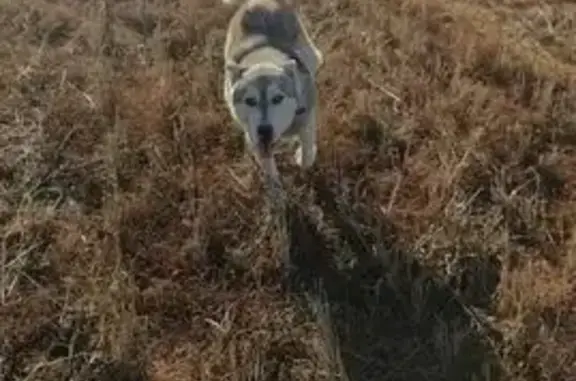 Пропала собака, Шеланговское СП, Татарстан - photo