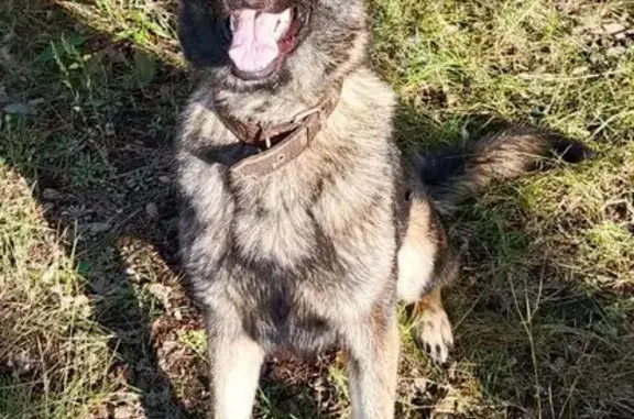 Пропала собака, Пенза - photo