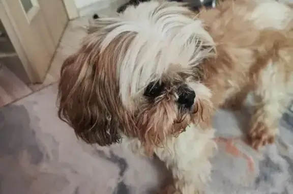 Найдена собака, Зеленоград, фото: Найдена собака на Панфиловском проспекте