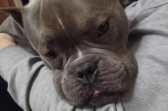 Пропала собака в п. Луковецкий, Арханг. обл. - photo