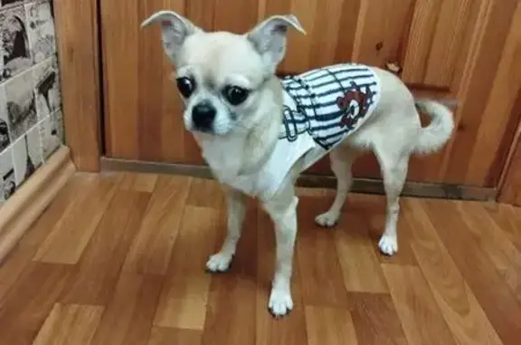 Найдена собака, Санкт-Петербург, фото: Чихуа найдена: Гражданский пр., СПб