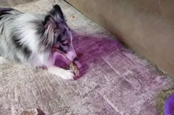 Собаки потеряшки, Ростов-на-Дону, фото: Потеряшка собака, Ростов-на-Дону