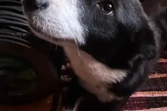 Найдена собака, Руза, фото: Собака найдена, Тимофеево, МО