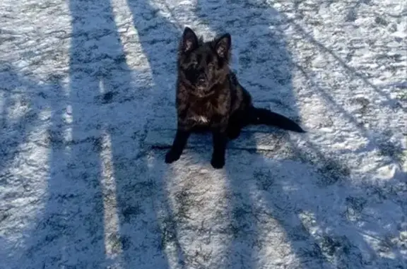 Собаки потеряшки, Малеевка, фото: Потеряшка черная собака, Малеевка МО