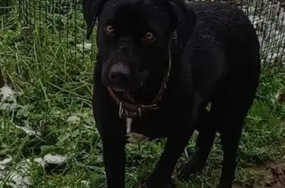 Найдена собака, Темрюк, фото: Найдена собака, ул. Анджиевского, Темрюк